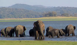 Minneriya Wildlife Park close to Habarana