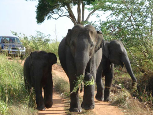 wilpattu-national-park