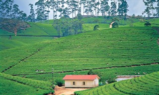 Ceylon Tea Plantation, Central Highlands, Sri Lanka