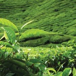 Ceylon Tea Plantation Central Highlands..