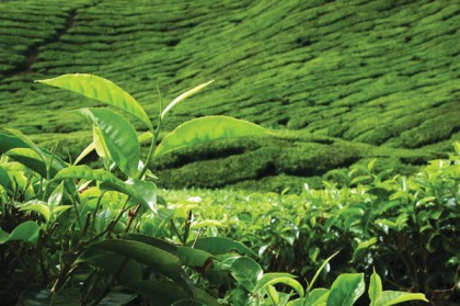 Ceylon Tea Plantation Central Highlands..