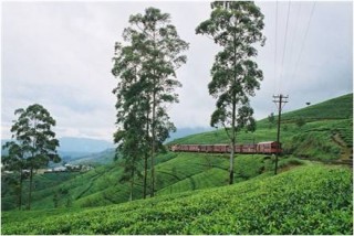 Ceylon Tea Plantation. Central Highlands.