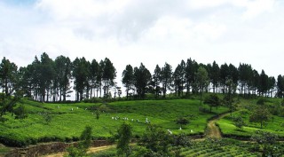 Ceylon Tea from the Resplendent Sri Lanka is the finest Black Tea in the World.