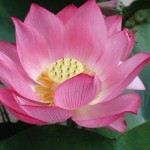 lotus-flower-13