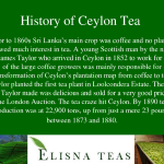 Ceylon Tea From Sri Lanka