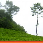 Ceylon Tea, the Finest Black Tea in the World