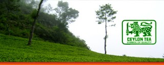 Ceylon Tea, the Finest Black Tea in the World