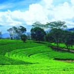 ceylon-tea, sri-lanka