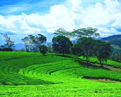 Tea Sri Lanka