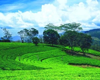 Ceylon Tea from Sri Lanka, the Finest Black Tea in the World