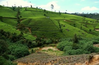 Nuwara Eliya, Sri Lanka Holidays