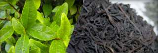 Ceylon Tea, the Finest Black Tea in the World