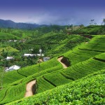 CEYLON TEA PLANTATION