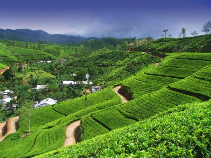 Ceylon Tea Plantation, Sri Lanka