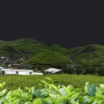 Ceylon Tea Plantations in the Central Highlands of Sri Lanka