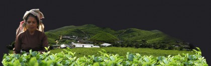 Ceylon Tea Plantations in the Central Highlands of Sri Lanka