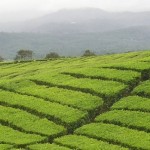 Ceylon-tea_plantation-kandy