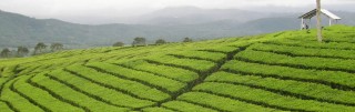 Ceylon Tea Plantations in Kandy, Sri Lanka