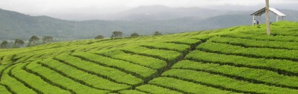 Ceylon Tea Plantations in Kandy, Sri Lanka