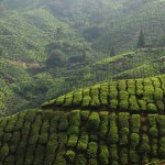 Ceylon Tea Plantation, Central Highlands, Sri Lanka