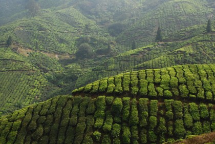 Ceylon Tea Plantation, Central Highlands, Sri Lanka